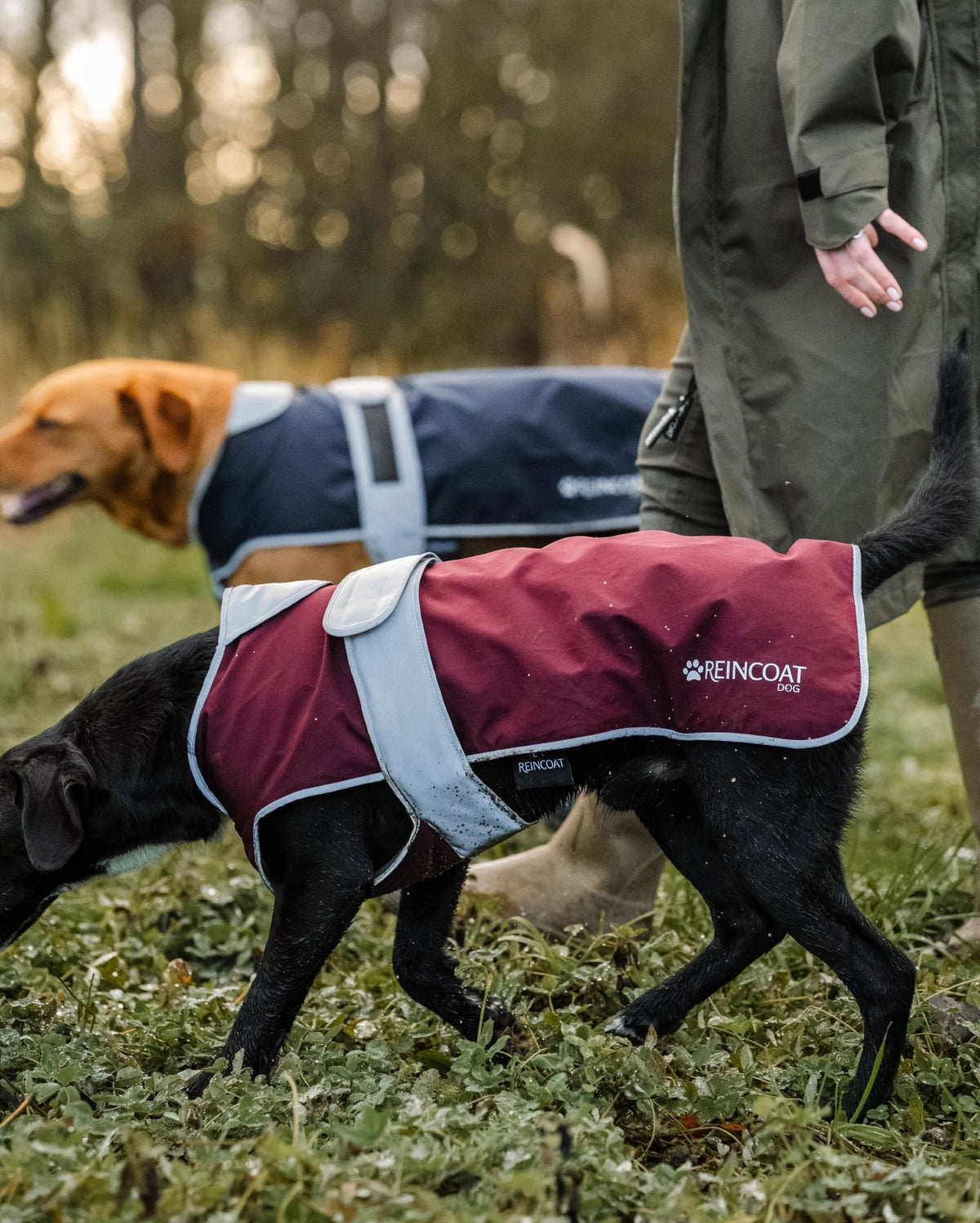 Reincoat Dog - Burgundy - Reincoat