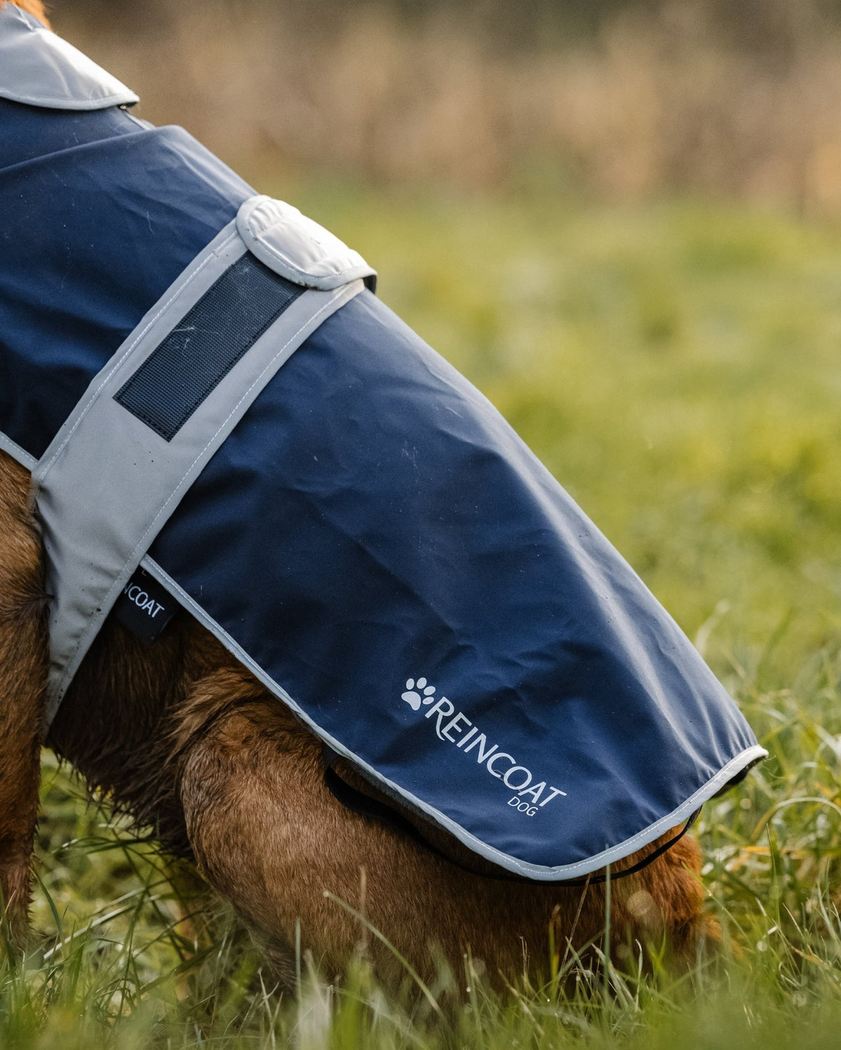 Reincoat Dog - Navy - Reincoat