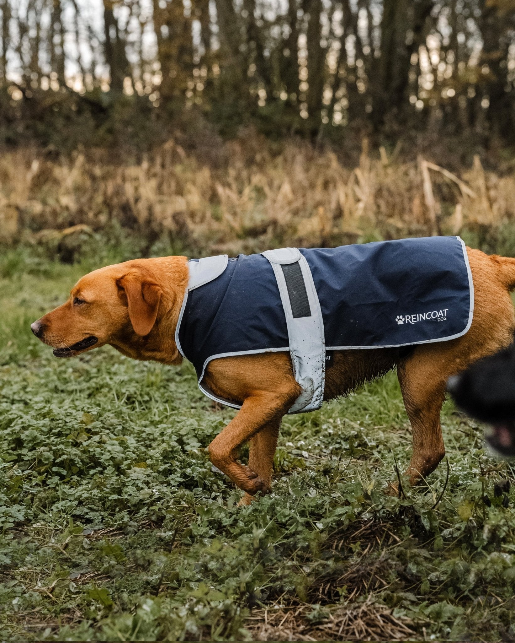 Reincoat Dog - Navy - Reincoat